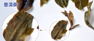 叶片圆形普洱茶-叶片圆形普洱茶是什么茶