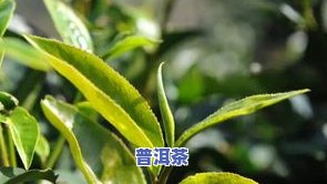 最新普洱古树春茶价格表与功效全揭秘