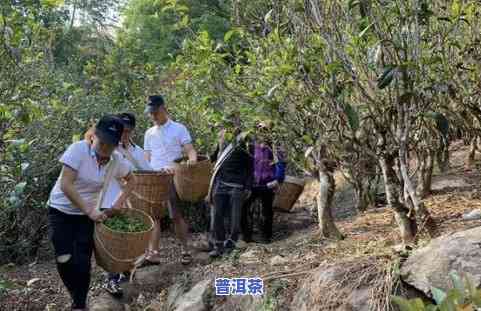 云南秘境古树春普洱茶-秘境古树茶价格