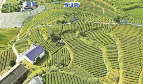 安徽茶叶种植地区：分布、排名与基地一览