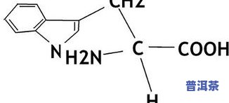 茶叶游离氨基酸含量-茶叶游离氨基酸含量范围