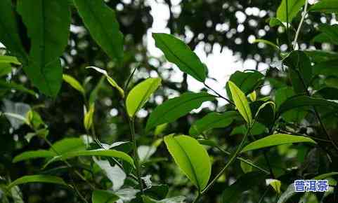 普洱茶产业前景-普洱茶产业前景分析