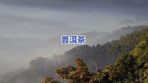 云南文山顶普洱茶：特色与种类全解析