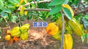 普洱茶果实几月成熟：采摘、时间与季节全解析