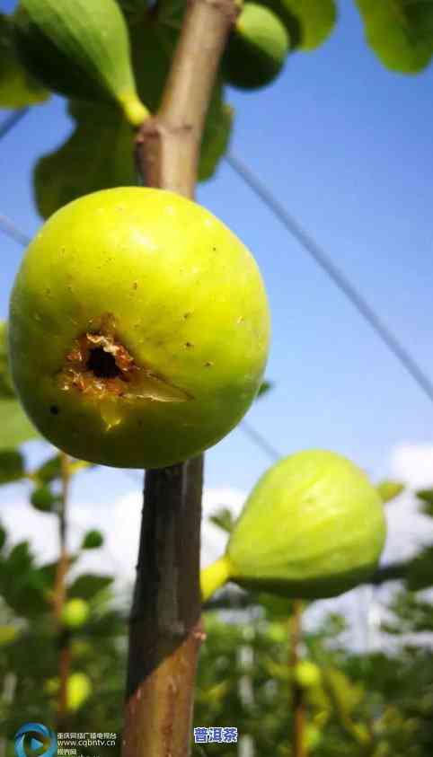 普洱茶果实几月成熟：采摘、时间与季节全解析