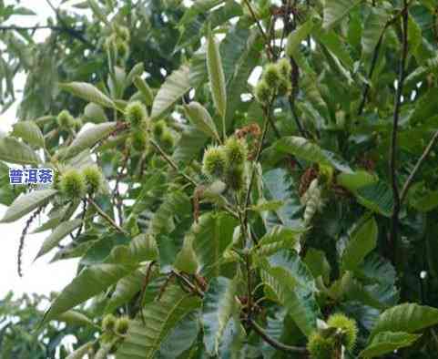 普洱茶果实几月-普洱茶果实几月成熟