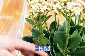 茶叶渣能否做肥料？可用于种植蔬菜及养花吗？