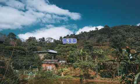 普洱茶南迫：特点、与冰岛比较、老寨介绍及价格一览