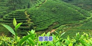 产普洱茶的地方叫什么山地？探讨普洱茶的产地及其特点