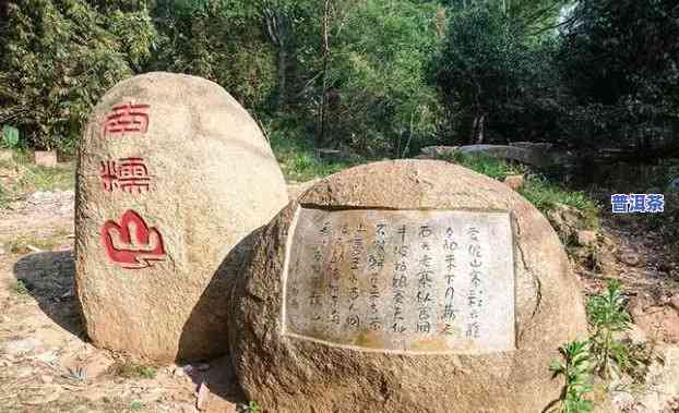 产普洱茶的地方叫什么山地？探讨普洱茶的产地及其特点