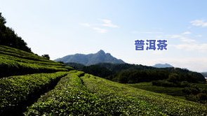 最新武夷山茶叶一览