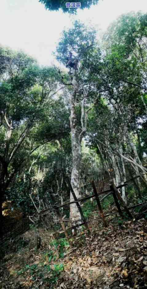 普洱茶高峻-高杆普洱