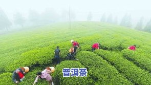 普洱采茶：季节、体验与图片全解析