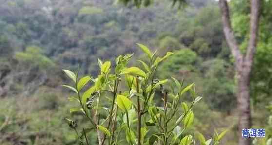 山顶普洱茶-普洱茶顶级山头