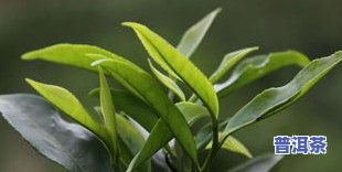 花枝茶叶的恩施玉露好养吗？熟悉其茶树品种及养护方法