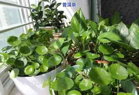 茶水能浇绿萝吗？怎样正确采用茶叶水浇花？