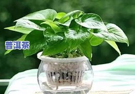 茶叶水能不能浇绿萝-茶叶水能不能浇绿萝花