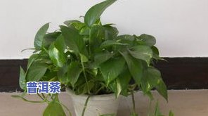 茶叶水能不能浇绿萝-茶叶水能不能浇绿萝花