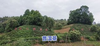 金寨县茶叶市场在哪-金寨县茶叶市场在哪里