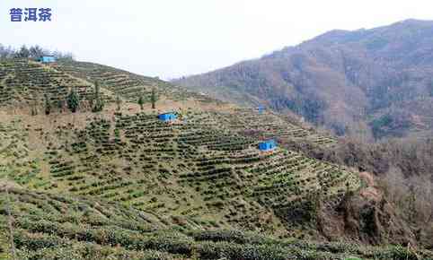 十堰附近茶场介绍及租赁信息