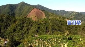 黄山茶叶老板哭泣视频：安徽黄山茶厂老板、卖茶叶的大妈心酸实录