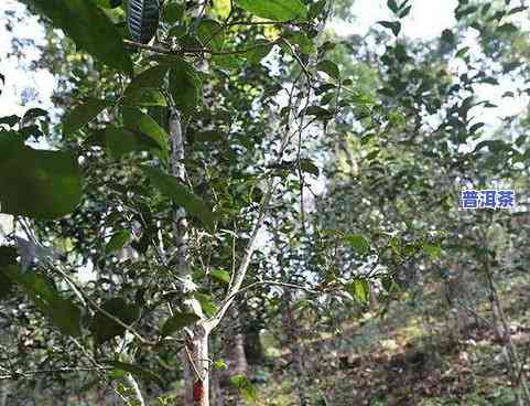 普洱茶土壤-普洱茶土壤生长条件