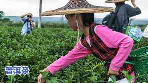 普洱茶土壤-普洱茶土壤生长条件