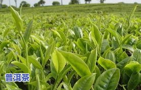 普洱茶土壤-普洱茶土壤生长条件