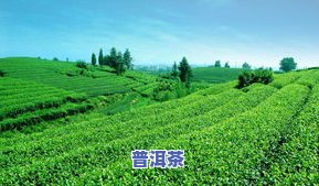 哪些茶叶泡出来很绿-哪些茶叶泡出来很绿色