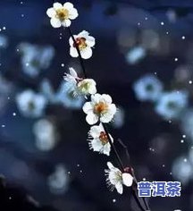 茶叶水是否适合浇梅花？详解视频教程