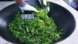 茶叶水是否适合浇梅花？详解视频教程