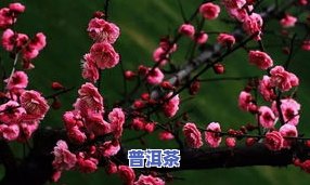 茶叶水是否适合浇梅花？详解视频教程