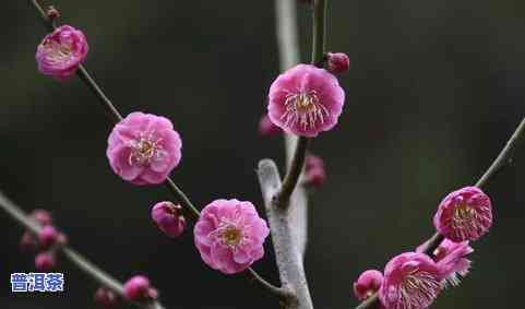 茶叶水可以浇梅花吗-茶叶水可以浇梅花吗视频