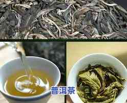 普洱茶新六大茶山和古六大茶山介绍：探秘历史与现代的茶叶瑰宝