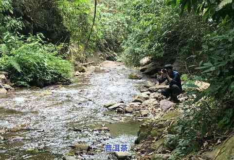 东莞普洱茶场：地址、真假茶全知道