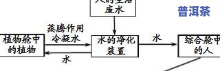 茶叶影响钙的吸收吗？科学解析茶与钙的关系