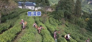 云南西盟茶叶：为何出名？价格多少？了解西盟茶叶公司与县情