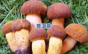 野生灵芝能泡普洱茶吗-野生灵芝能泡普洱茶吗有吗