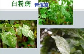 茶叶病虫害的综合防治方法及其实施策略