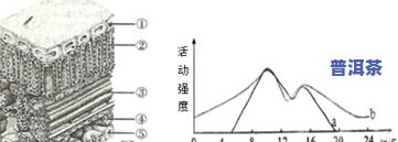 茶叶片横切面结构图说明：详解叶片内部构造与形态特征