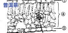 茶叶片横切面结构图说明：详解叶片内部构造与形态特征