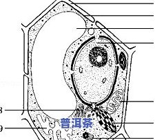 茶叶横切面结构图手绘详细教程及图片展示