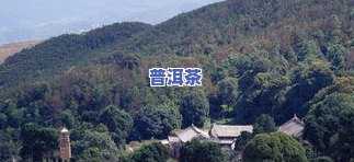 南召普洱茶口感：探索南诏、南迫、南涧的特色与魅力