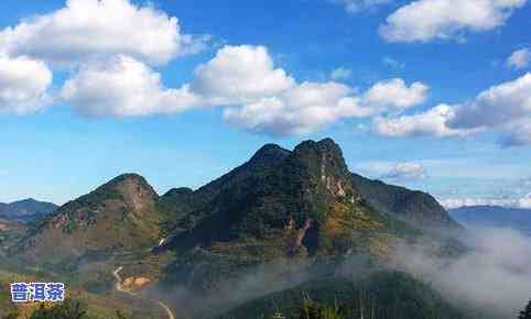 永明巴达山普洱茶介绍-云南巴达山普洱茶