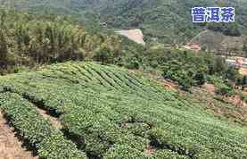 去茶山体验普洱茶的心情：欣赏美丽景色与品尝独特风味