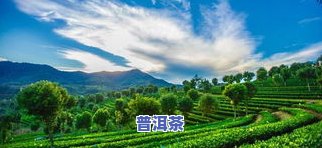 探究去普洱茶山的好处：体验茶园生活与品尝优质茶叶