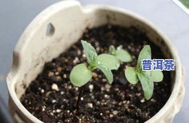 普洱冰岛茶价格357克：多少钱？贵吗？