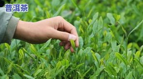 茶叶喷什么出芽最快？揭秘茶叶生长的关键因素与更佳农选择