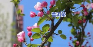 财神茶梅图片大全：高清欣赏、优点缺点解析及开花情况