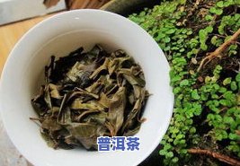 叶底普洱茶怎么看品质-叶底普洱茶怎么看品质好坏